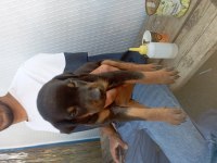 Doberman erkek köpeğimiz