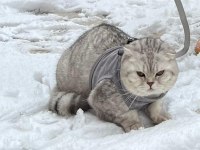 1 Yaşında Scottish Fold