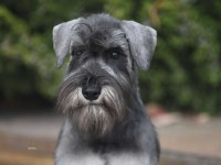 Anne altından rezerve schnauzer bebekler