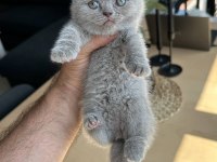 Scottish fold shorthair yavru acil sahiplenici lazım