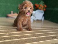 Maltipoo Bebekler