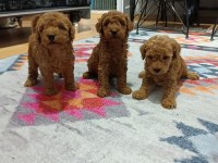 Toy bebekler poodle