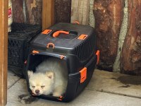 Uygun verilecek pomeranian