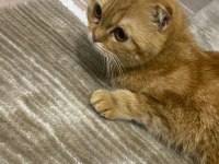Scottish fold yavru