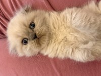 Yeni Yuvalarına Gitmeye Hazır Scottish Fold