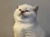 Top kafa british shorthair