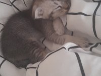 3 Aylık scottish fold
