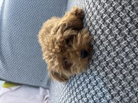 Tea cup ponçik poodle