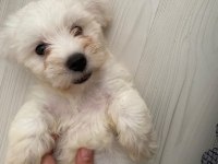 Maltese Terrier Köpeği
