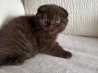 Son Kalan Scottish Fold Yavrular