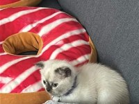 İlk gelen alır oyun hastası british shorthair