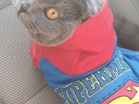Tam bir deli scottish fold