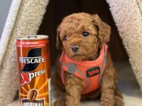 Toy Poodle Red Yavru