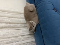 Ücretsiz British Shorthair Sahiplendirme