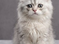 British longhair yavru kedimiz acil sahiplendirme