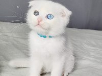Scottish Fold Oddeyes