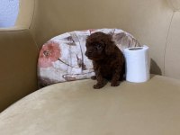 Toy Poodle Ev Ortamından