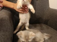 3 Ayri Anneden Brıtısh shorthair