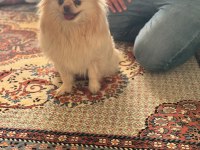 2 Yaşında Dişi Pomeranian Doğum Tecrübeli