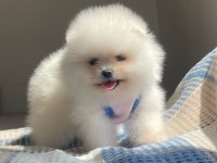 A Kalite Pomeranian Boo Yavrular