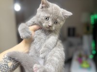 British Shorthair Lilac Rengi