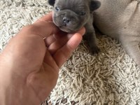 Egzotic French Bulldog Yavrular