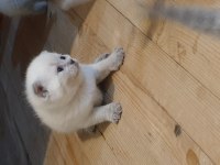 Scottish Fold Yavrular