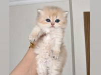 Ay11 British Longhair Dişi