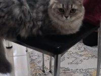 Yetişkin Dîşi