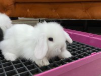 Hollanda Lop Tavşanı Çiftliği - Her İle Gönderim!
