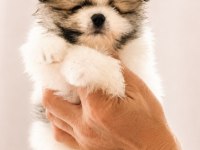 Yüksek kalite Pomeranian boo