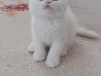 British shorthair kedisi beyaz