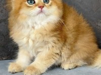 British Longhair NY 11