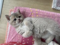 2 aylık british shorthair sütlü kahve