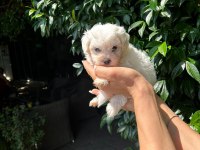 maltese terrier