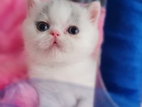 FULL SECERELI EXOTIC SHORTHAIR YAVRULAR