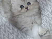 Dişi yavru chinchilla