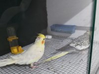 Yavru Garantili Çift Sultan Papağanı