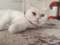 Kırma Van Kedisi