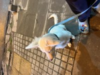 Rus Finosu Melez Köpeğim