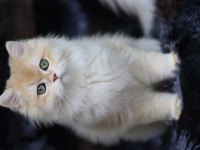 British longhair erkek kedimiz