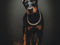Gerçek safkan şecereli anne babadan europa doberman yavrular