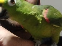 Sarı Alın Amazon Papağanı Full Evcil