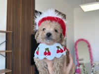 Sevimli maltipoo kızımız ailesini arıyor