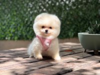 Pomeranian boo 3 aylık