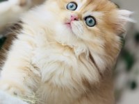 Safkan Şecereli Golden Erkek British Longhair