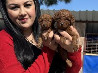 Sağlık ve ırk garantili Toy Poodle yavrularım