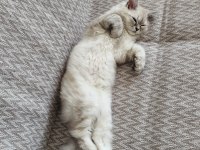 4.5 aylık erkek kedimiz
