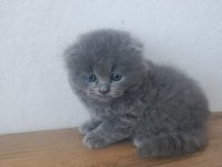 Show Kalite Scottish Fold Bebekler