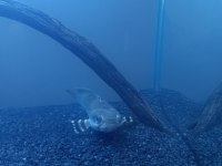 Channa yılanbaş 20 cm